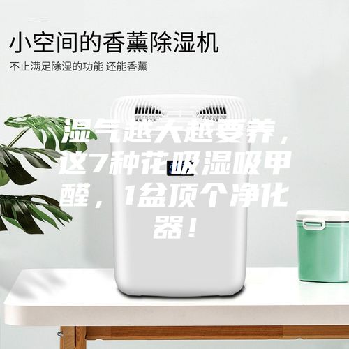 濕氣越大越要養(yǎng)，這7種花吸濕吸甲醛，1盆頂個凈化器！